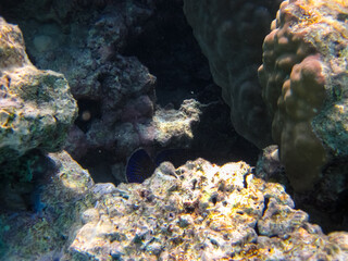 A fabulously beautiful coral reef and its inhabitants in the Red Sea