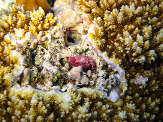 A fabulously beautiful coral reef and its inhabitants in the Red Sea