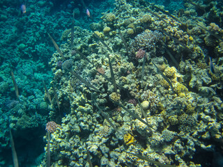 Fototapeta na wymiar A fabulously beautiful coral reef and its inhabitants in the Red Sea