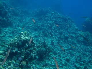 A fabulously beautiful coral reef and its inhabitants in the Red Sea