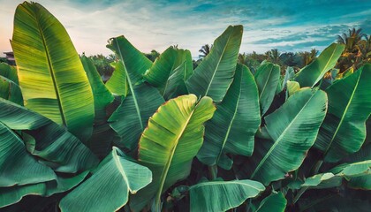 beautiful tropical banana leaf texture background