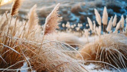 abstract natural background of soft plants cortaderia selloana frosted pampas grass on a blurry bokeh dry reeds boho style patterns on the first ice earth watching