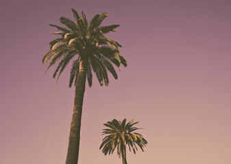 Palm Trees pink background clean sky 