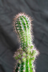 Decorative green cactus houseplant. Mammillaria elongata.