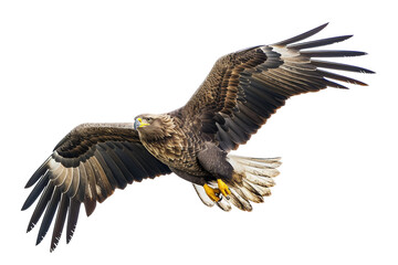 Grested Eagle on Transparent Background