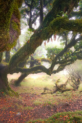 Tree's branches adorned in moss.