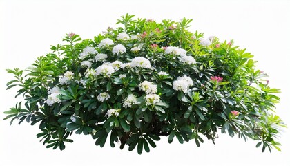 tropical plant flower bush tree on white background with clipping path