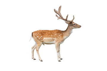 male european fallow deer isolated on white background