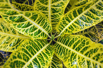 Patterned Yellow and Green Croton Leaf with water droplets, Overhead view of Croton leaves with vivid yellow-green variegation. Nature foliage botanical pattern, natural texture as background