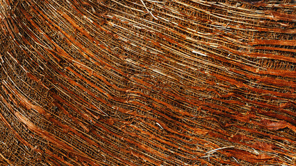 Textured Coconut Coir Close-up. Macro photo banner of coconut coir fibers showing layered textures....