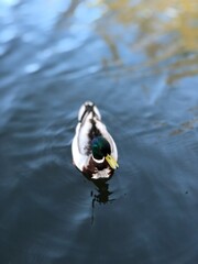 duck swimming in the water