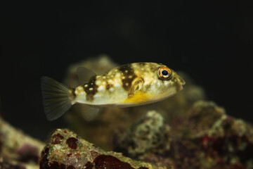 Obraz na płótnie Canvas milk spotted pufferfish or Gangetic blow fish (Chelonodontops patoca)