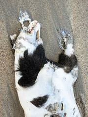 Dead badger washed up on Narin Strand in County Dnegal, Ireland