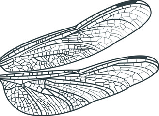 Close-up of detailed monochrome dragonfly wings. Isolated. Macro top view of graceful insect. Unique fragile transparent texture of dragonfly wing. Print, entomology book, biology manual element.