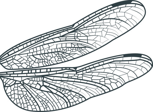dragonfly wings, dark outline, detailed veins clip art preview