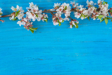 Beautiful frame of twig with cherry blossom on a blue paint wooden background; copy space;