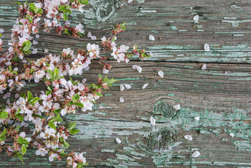 Template for greeting card: twig with pink flowers of sakura, blossom on a old wooden background; copy space