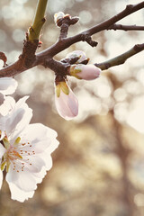 Beautiful close up almond blossom on tree with space for text.
