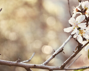 Beautiful close up almond blossom on tree with space for text.
