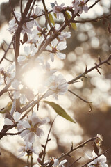 Close up almond tree branches with sunlight between the flowers.