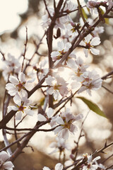 Almond tree branches with sunlight between the flowers.
