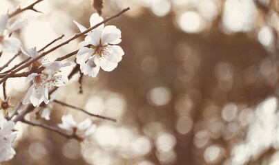 Close up almond tree blossoming with space for text.
