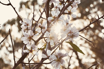 Almond tree branches with lovely sunlight between the flowers.
