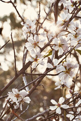 Almond tree branches with lovely sunlight between the flowers.
