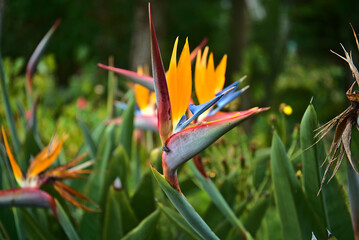 strelicia flower