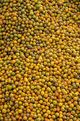 Freshly picked oranges in a juice factory - stock photo