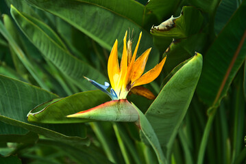strelicia flower