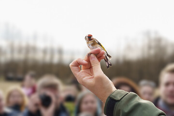 The ornithologist shows a European goldfinch (Carduelis carduelis) captured for bird ringing to the...