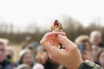 The ornithologist shows a European goldfinch (Carduelis carduelis) captured for bird ringing to the...