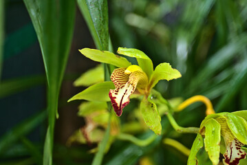 orchid flowers madeira