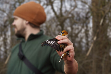 The volunteer nature conservationist holds a Hawfinch (Coccothraustes coccothraustes) in his hand to ring it.
