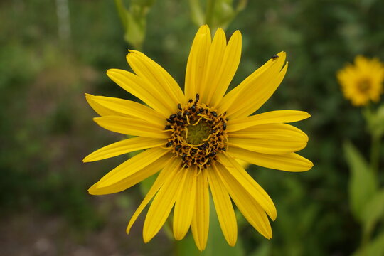 A blossom of Silphium perfoliatum is heavily infested with rape pollen beetles.