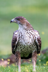 Beautiful close vertical portrait of a Bonelli's eagle on the grass where you can see flowers and water drops with the green background out of focus in the Sierra Morena, Andalusia, Spain, Europe