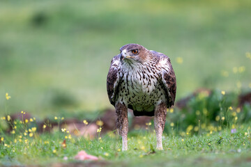 Beautiful close-up portrait of a Bonelli's eagle on the grass where you can see flowers and water drops with the green background out of focus in the Sierra Morena, Andalusia, Spain, Europe