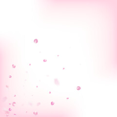 Fototapeta na wymiar Rose Petals Flying Confetti. Falling Japanese Sakura Cherry Rose