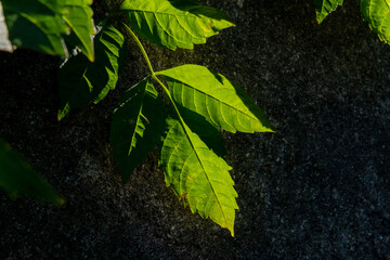 Beautifully sunlit tree leaves on a black background - 728365163