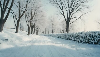 snow covered trees in the forest