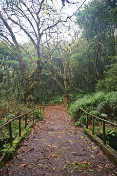 Madeira, Portugal - January 2024: Parque Florestal das Queimadas
