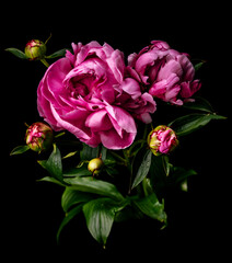 Draufsicht auf eine rosarote Pfingstrose mit geschlossenen Blütenknospen vor einem schwarzen Hintergrund