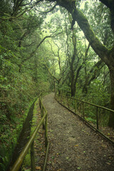 Madeira, Portugal - January 2024: Parque Florestal das Queimadas