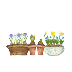 Spring, floral illustration, hand drawn with watercolors. Composition consisting of flower pots and spring flowers