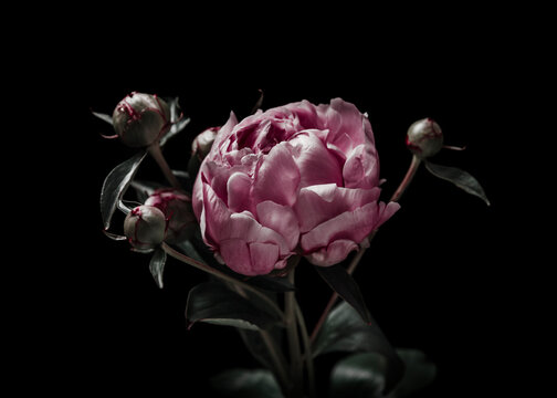 Low-Key Aufnahme einer rosaroten Pfingstrosenblume mit geschlossenen Blütenknospen vor einem schwarzen Hintergrund