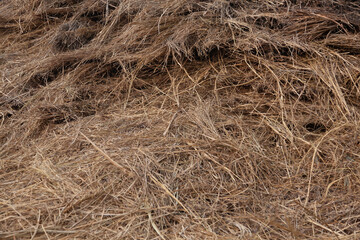 Indian Vetiver Grass field for industrial Vetiver essential oil extraction.