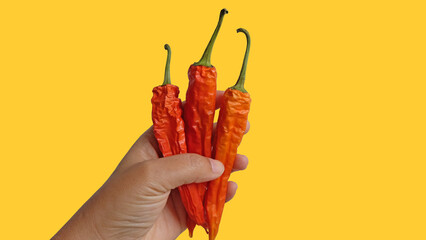 Women hand holding hot red chili peppers on yellow background with copy space. clipping path.