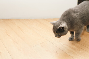 A curious British gray cat goes to do some harm and looks suspiciously at the camera