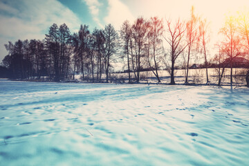 Winter rural snowy landscape. Trees on the snowy field - obrazy, fototapety, plakaty